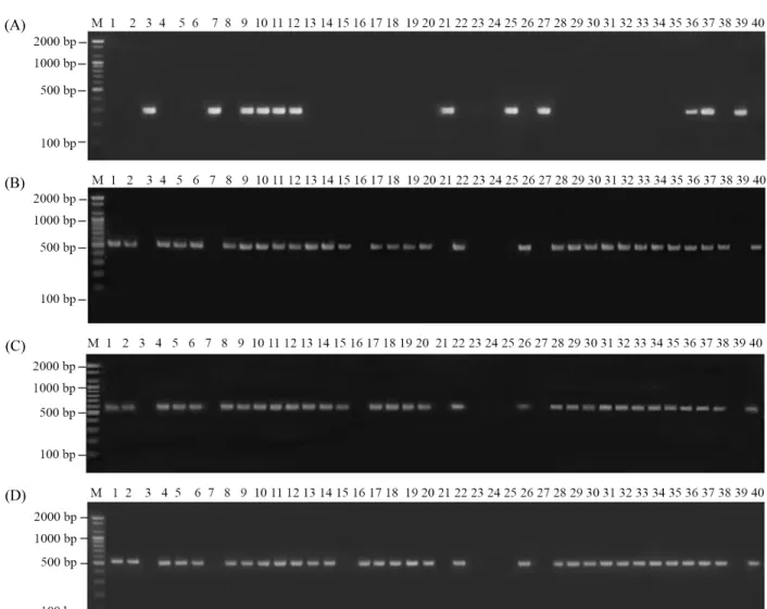Fig. 1. Agarose gel electrophoresis of PCR products amplified with ant(3 ″) F/R (A), aph(3″) F/R (B), aph(6) F/R (C), and strA/strB primers (D)