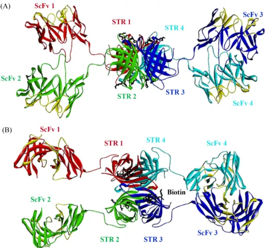 Fig. 9. 3D modeling of hAY4 ScFv-STR tetramer. Tetrameric hAY4 ScFv-STR was designed as a 3D structure and visualized using Discovery Studio 4.0  visualizer (Accelrys) program