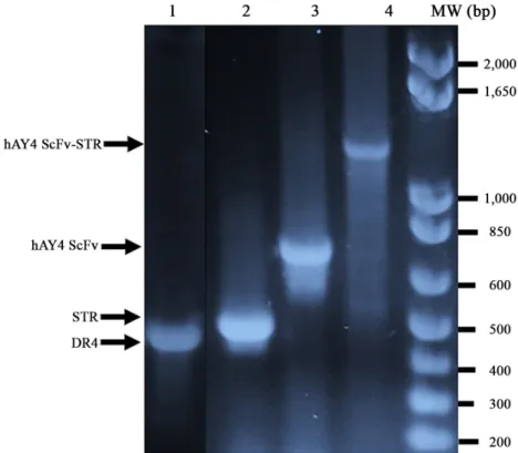 Fig. 1. DNA gel analysis of DR4, Streptavidin, hAY4 ScFv and hAY4 ScFv-STR genes cloned into pUC 119 expression vector
