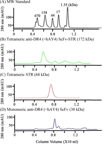 Fig. 5. Size exclusion chromatography (SEC). Purified hAY4 ScFv-STR  (B), STR (C), and hAY4 ScFv (D) were loaded onto a Superdex 200  increase 20/300 GL column