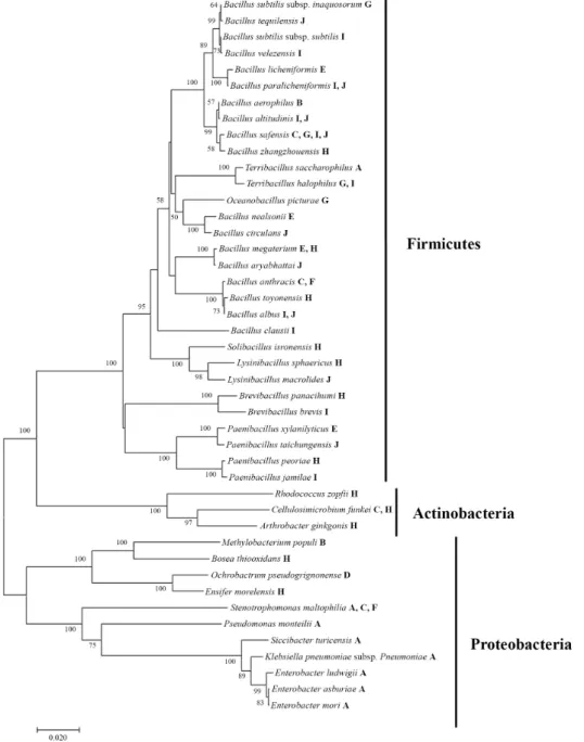Fig. 1. Phylogenetic analysis of the isolated bacteria in this study based on the 16S rDNA sequences