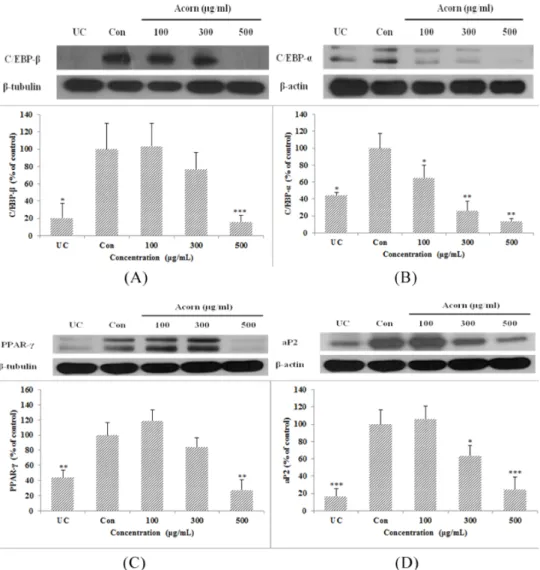 Fig.  4.  Effect  of  AEtOH  on  the  expression  of  C/EBP-β,  C/EBP-α,  PPAR-γ,  and  aP2  protein  in  3T3-L1  cells