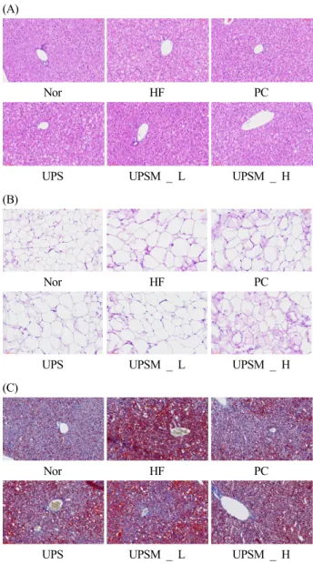 Fig.  5.  Histological  change  of  hepatic  tissue. 