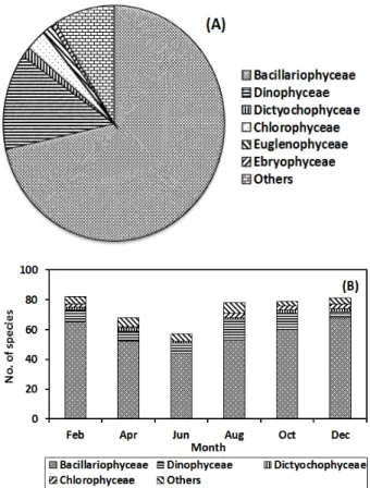 Fig. 3. Species composition (A) and bimonthly variations (B)  of  species  number  for  food  organisms  observed  in  digestive tract of the manila clam