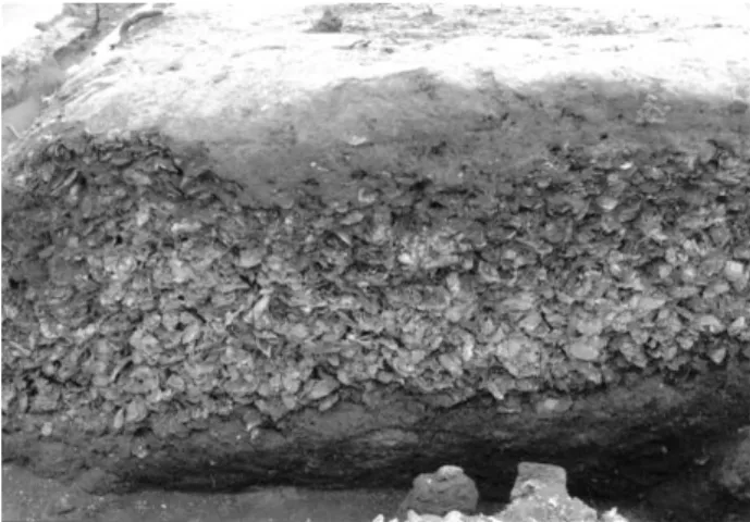 Fig.  2.  Cross  section  view  of  the  Eurwang-dong  Shell  Midden. 