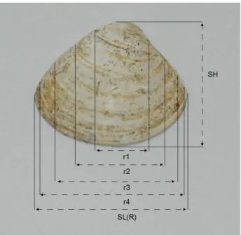 Fig.  4.  Monthly  variations  in  MI  of  modern  specimens  of  Meretrix petechialis (Ryu et al., 2006, Fig