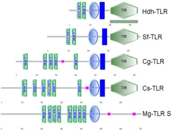 Fig.  2.  Schematic  structure  of  TLR  from  invertebrate  homologs  from  Haliotis discus hannai  (HdhTLR  2/6),  Crassostrea gigas  (CgTLR  6;  EKC38225),  Cyclina  sinensis  (CsTLR  2;  AIZ97750),  Mytilus galloprovincialis (MgTLR;  AGI05195),  Sclero