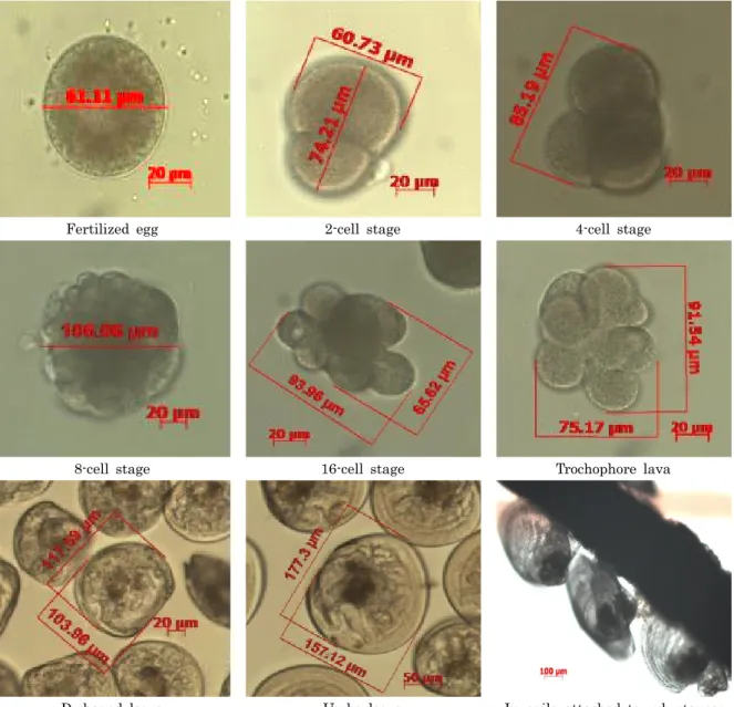 Fig. 4. The embryonic development and larval growth in the larvae of the scallop A. irradians
