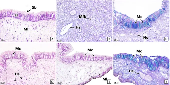 Fig.  5.  Epithelial  layer  thickness  on  the foot  of  the  abalone,  Haliotis discus hannai  exposed  to  nickel  chloride