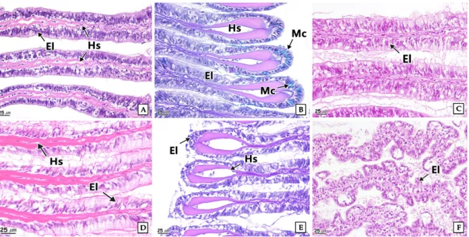 Fig.  7.  Histological  change  of  gill  of  the  abalone,  Haliotis discus hannai  exposed  to  nickel  chloride