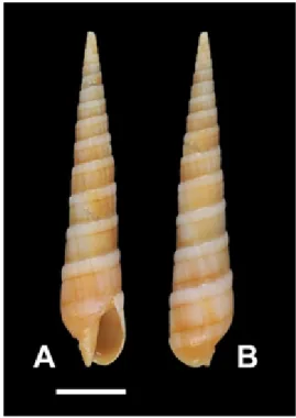 Fig.  1.  Myurella nebulosa  (Sowerby,  1825).  A. 
