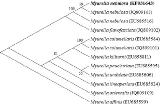 Fig.  2.  Unrooted  phylogenetic  tree  for  mtDNA  cox1 sequences of some selected terebrid species