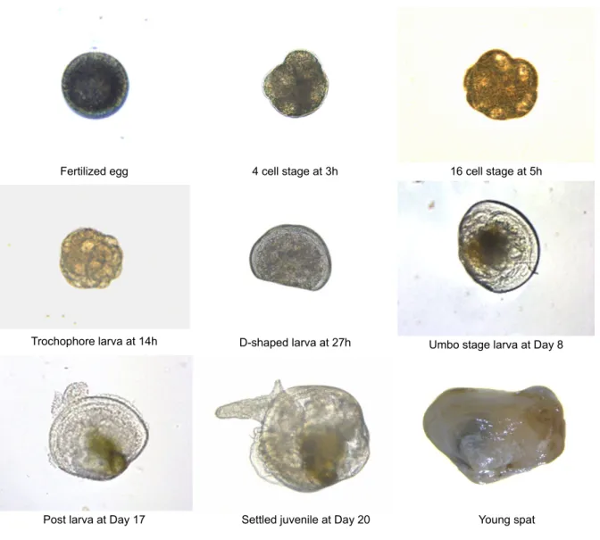 Table 1. Comparison of elapsed time from fertilized eggs to full-grown larvae in each development stage of Panopea  japonica