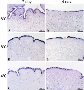 Fig. 6. Histological microscopy in the foot epidermal layer of abalone, Haliotis discus of depending on water temperature at 30 psu