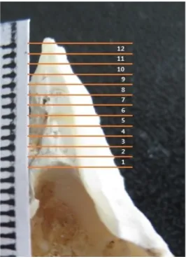 Fig 2. Hinge section showing sampling of the  oyster from the Gagok-ri site. 