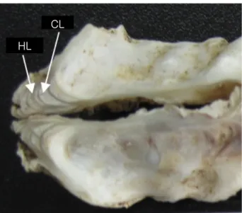 Fig. 5. Hinge section of oyster showing chalky and hard  layers. CL: chalky layer, HL: hard layer.