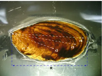 Fig. 2. Photograph showing operculum radius (R) and ring  radii (r n ).  을  사용하였다.  뚜껑  중  손상을  입거나  깨진  것은  분석하는데  포함시키지  않았다