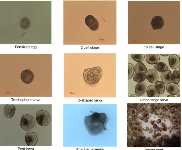 Fig. 5. Developmental process of swift's scallop, Chamys swiftii reared in the laboratory.