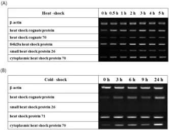 Fig. 2. Expression level of putative stress-related genes. 