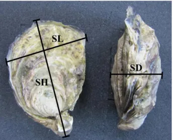 Fig. 2. Flow cytometrical DNA analysis of triploid and diploid  oysters. 