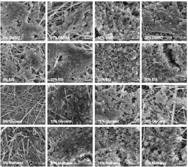 Fig. 6. Scanning electron micrographs images of post-thawed sperm of Pacific oyster by cryoprotective  agents and concentrations