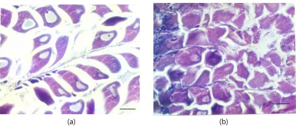 Fig. 1. Transverse sections of gonad from female diploid and triploid Pacific abalone, Haliotis discus hannai.