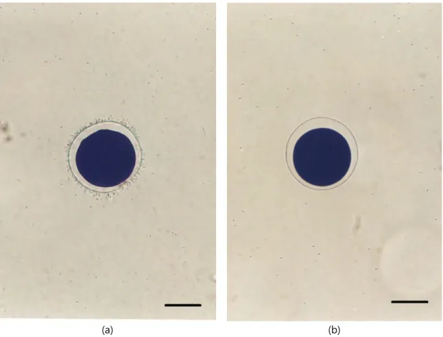 Fig. 4. Fertilized egg of Pacific abalone, Haliotis discus hannai. 