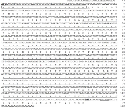 Fig. 1. The nucleotide and deduced amino acid sequences of Mc-Cathepsin D  cDNA. The start (ATG) and stop (TGA) codons are underlined and with bold  face