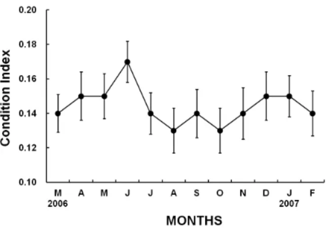 Fig. 4. Monthly changes in the condition indices (CI) in male  Chlamys (Azumapecten) farreri nipponensis  from March  2006 to February 2007