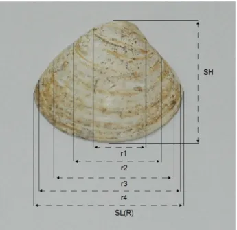 Fig. 2. Measurements of shell length (SL) and height (SH)  and ring radius (r n ) of the hard clam (Meretrix  petechialis)