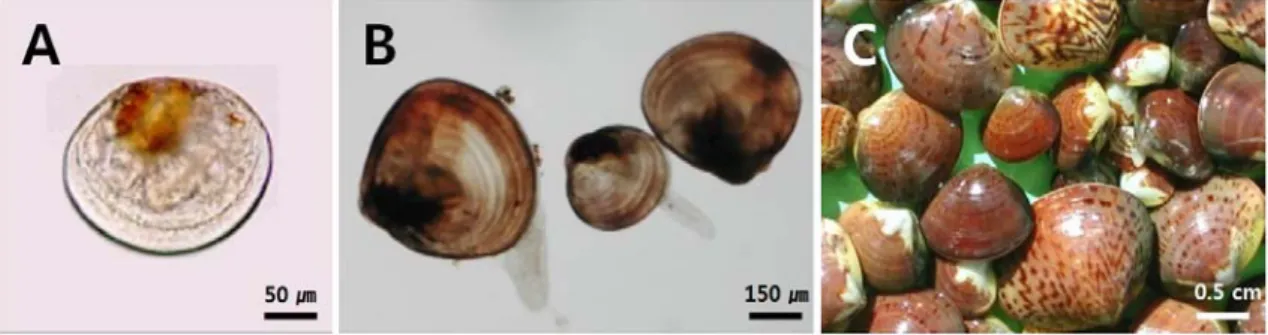 Fig. 3. Relationship between shell length (SL) and shell  height (SH) of Meretrix petechialis larvae