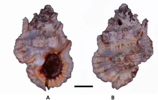 Fig. 1. Bursa (Bursa) bufonia. A. Ventral view, B. Dorsal view. Scale Bar = 10 mm. 
