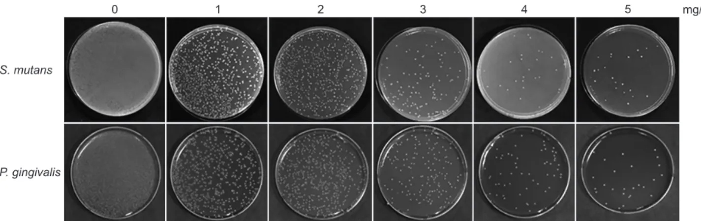 Fig. 2. The colony forming unit (CFU) of oral pathogens by mentha herb extracts.