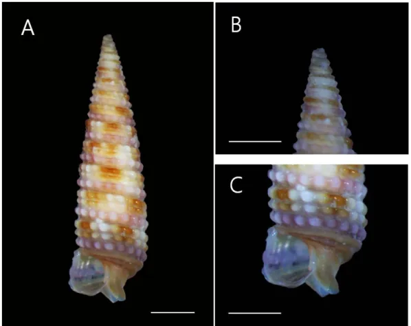 Fig. 1. Bouchetriphora consfera. A. Ventral view; B. Protochonch; C. Aperture. Scale Bar = 10 mm