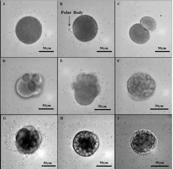 Fig. 3. Photomicrographs of Ruditapes philippinarumlarvae in different development stages