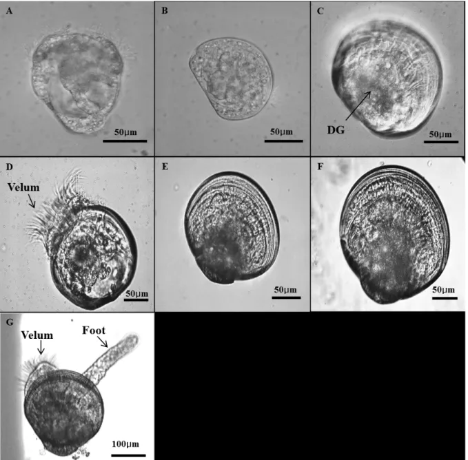 Fig. 4. Photomicrographs of Ruditapes philippinarumlarvae in different development stages