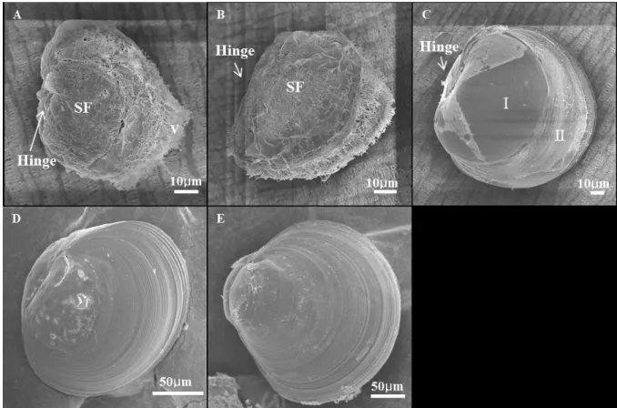 Fig. 6. SEM (Scanning Electronic Microscope) ultrastructure of Ruditapes philippinarumlarvae in different development  stages