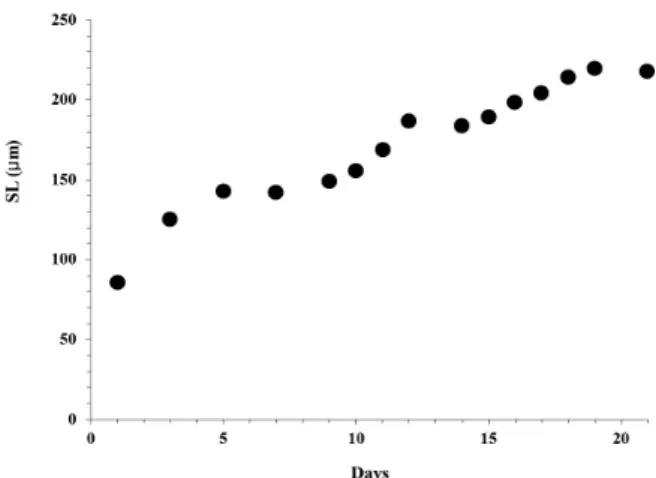 Fig. 7. Larval growth of Ruditapes philippinarum during  study period, SL, Shell Length