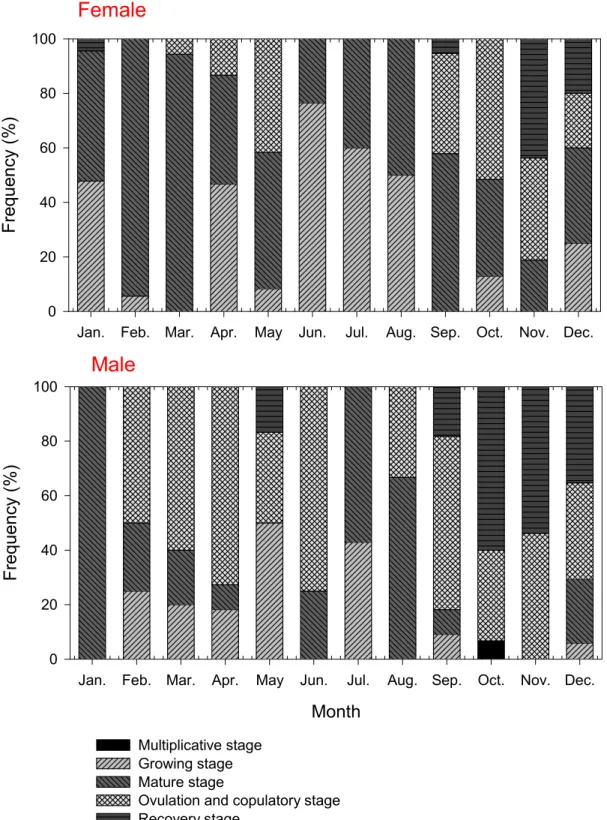 Fig. 5. Monthly variations of the gonadal phases of Semisulcospira coreana. 