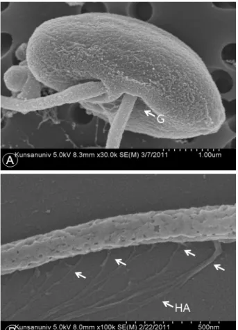 Fig. 4. SEM micrographs of the body (A) showing the  insertion point of the flagella, and anterior flagellum with  mastigonemes consisting of spur-like structure (arrows)  and hair-like appendages (HA)