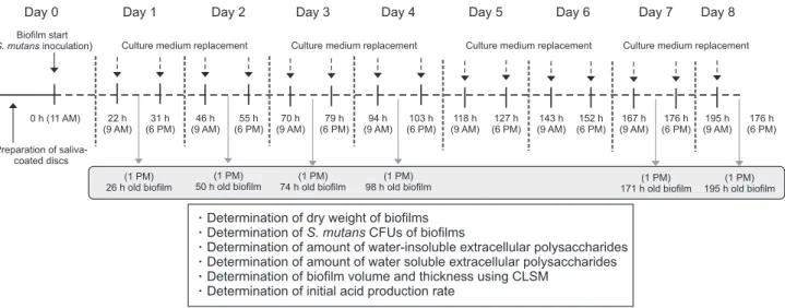 Fig. 1. S. mutans biofilm formation and experimental scheme for the present study. CFUs and CLSM represent colony forming units and confocal  laser scanning microscope, respectively.