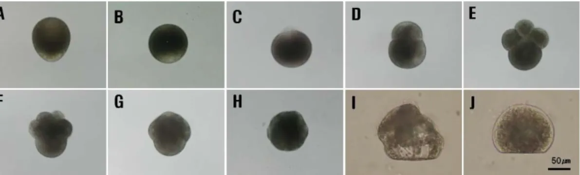Fig. 1. Early egg developmental stages of Meretrix petechialis.  A: unfertilized egg, B: egg just after  fertilization,  C: polar body stage, D: 2-cell stage, E: 4-cell stage, F: 8-cell stage, G: 16-cell stage, H: 