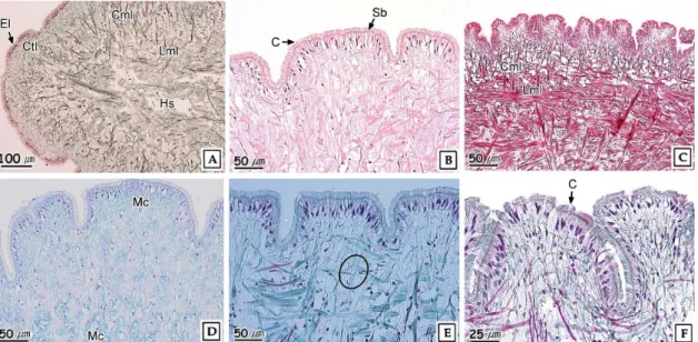 Fig. 7. Histopathological changes of foot of Ruditapes philippinarum exposed to nonylphenol for 16 weeks