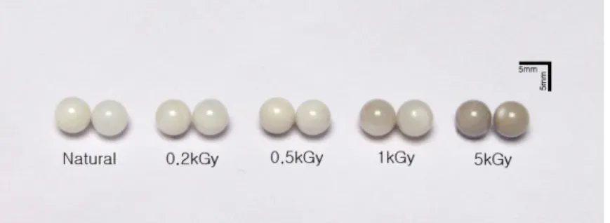 Fig. 2. Color changes of pearl nucleus after γ-irradiation. 