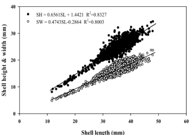 Fig. 1. Relationship between shell height and shell width and  shell length of Ruditapes philippinarum.