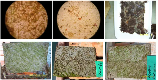 Fig. 4. The macrobenthic fauna settled on the artificial substrates submerged at the water depth of 50 cm  for a month from March (upper left) to Aug