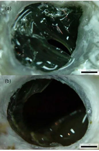 Fig. 2. SEM of calcification on the surface of newly  regenerated shell sheet. S:sperm, M: microorganism, G: 