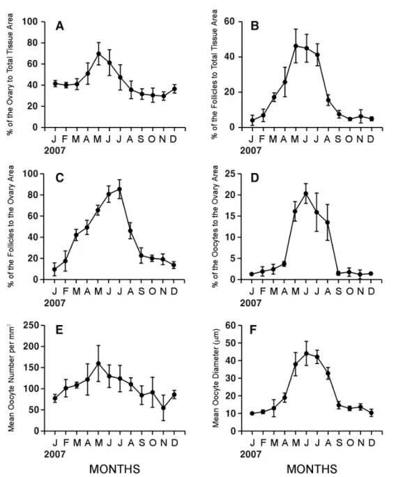 Fig. 2. Monthly changes in quantitative reproductive traits in Cyclina sinensis.  A: Percent of the area  occupied by the ovary to total tissue area