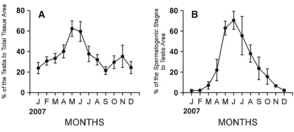 Fig. 3. Monthly changes in quantitative reproductive traits in Cyclina sinensis.  A: Percent of area occupied by  testis to total tissue area
