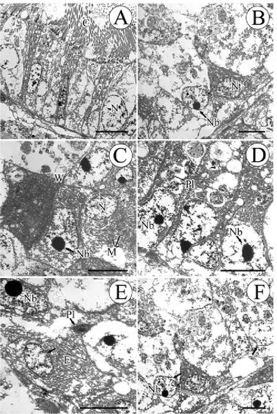 Fig 2.Transmission electron micrographs of the digestive gland of Oyster (Sindu-ri, March, 2008)